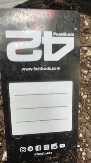 Day 65 of Tropicana cookies Autoflower from Fastbuds