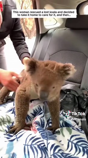 Poor Koala