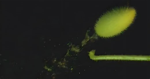 Squirting cucumber's "explosion" of seeds is a natural masterpiece
