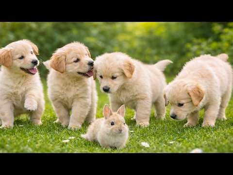 A family of dogs happily playing with a baby rabbit on the grass - Dog barking - Dog video