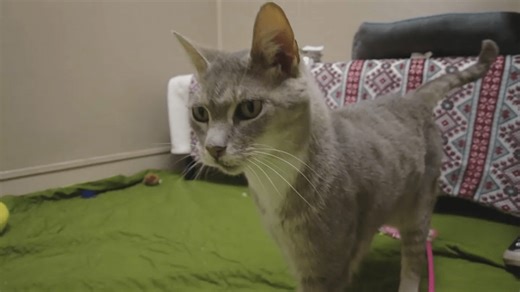 Connecticut has growing stray cat problem, animal advocates say
