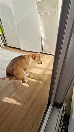 Hiding bird #birds #budgie #puppy #pets #funny