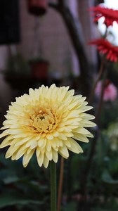 This is how, I added permanent colors in my garden 😊 . . #gerberas #daisy #gerbera #gerberadaisy | Prakriti's Garden