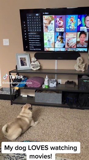 Adorable Pug Enjoying Movie Time | Dog Watching TV