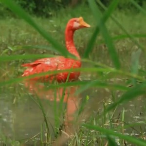 78K views · 1.2K reactions | How to cooking goose for dog eating | CookPro | Facebook