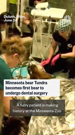Minnesota bear Tundra becomes first bear to undergo dental surgery