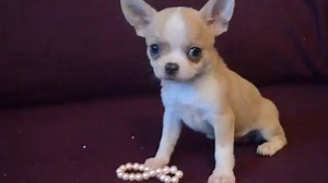 52K views · 1K reactions | Blue fawn chihuahua | BuzzSharer Chihuahuas | Facebook