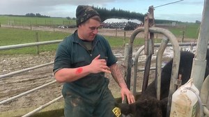 Oral drenching made easy! How cows mouth works! | Farm 4 Life