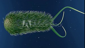 A 3D animation of Escherichia coli, commonly known as E. coli, illustrates its role as a bacterium typically found in the lower intestine of warm-blooded organisms