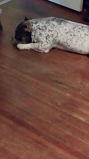 Thanks for the love and support its a start to the top #doglovers #petsarekids #mybull❤️ #mybully #bullynationbullyz #exoticbully #mymeatball #mygoofyball #mybullyismychildhoodbestfriend #microbulliez #bullybreed #HuluChippendalesDance #cutenessoverload #viralbull #idjehfufizizjsisjzisi #jdjdjfjf #heiw #idjeydelfootball #jsjehejsb #ushw #usiejwkk #haiei ##ishejejdk##usheirkej##hshejdjdj##isnsj##jsjsjenny_uwu##isneh##hsueiwknaagtayajabavgzhakab##jejeidanpapika##jsjeie##isnebd##idnejdi##jejeintent