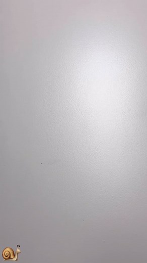 초코몽 달팽이 키우기 가이드