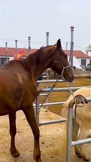 Woman Raising Horses – Peaceful Daily Life 🐴