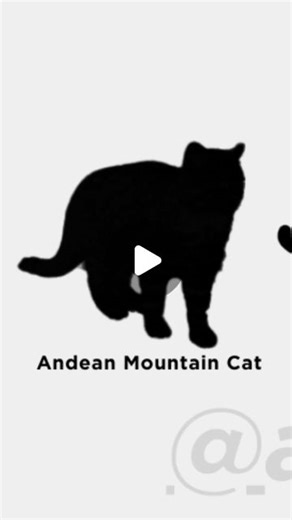 Because every cat has a style | The Andean mountain cat (Leopardus jacobita) resides high in the Andes Mountains of South America, specifically in Argentina, Bolivia,... | Instagram