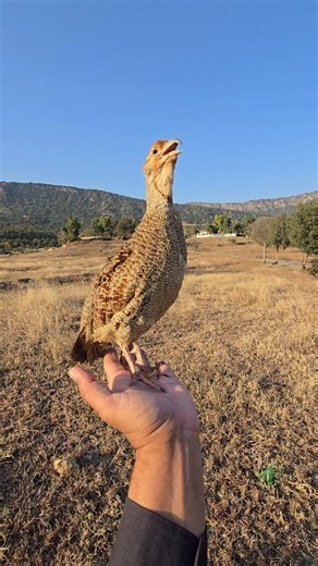 A calm and beautiful moment as the Grey Partridge gives its soft call while sitting comfortably on the hand. A close-up glimpse of this gentle and charming bird. | #partridges #partridgechicks #birdslover #wildlife #pets | Birds 45