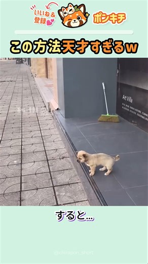 階段が怖い犬w 教えたらまさかの結果に