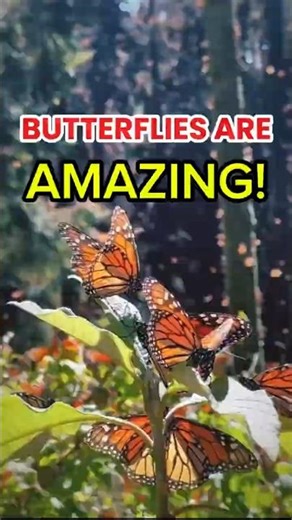 Amazing Butterfly Facts You Didn’t Know. #ButterflyFacts #DidYouKnow #NatureFacts #Shorts #Viral