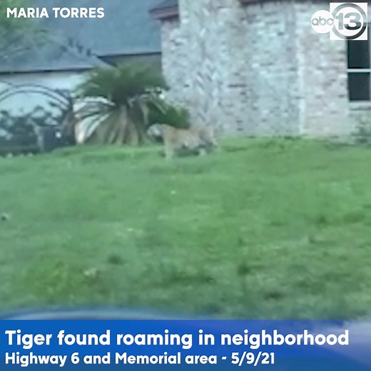 357K views · 1.6K reactions | "A tiger in my neighborhood... it has a collar." You'll want the sound on for this one.   Your eyes  do not deceive you. That's a tiger roaming through a front yard until neighbors say someone in a white vehicle managed to get the animal under control and took it away. We've still got a looooooooot of questions. ABC13-Courtney Fischer is working to get more answers. Follow her for updates. https://abc13.com/10605796/ | ABC13 Houston | Facebook