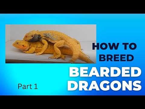 Breeding Bearded Dragons Part 1