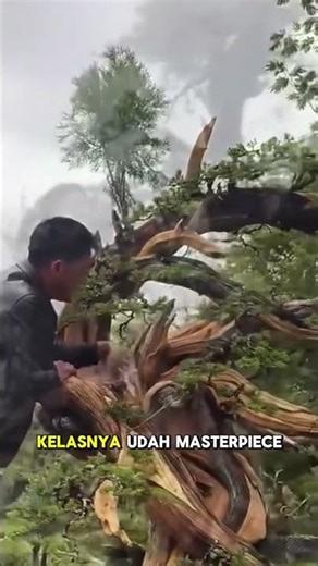 bonsai care, bonsai tips, bonsai techniques, bonsai aesthetics, bonsai pruning, bonsai display, b