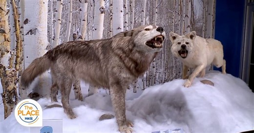 "Lost Wolves of Yellowstone" just opened at Clark Planetarium