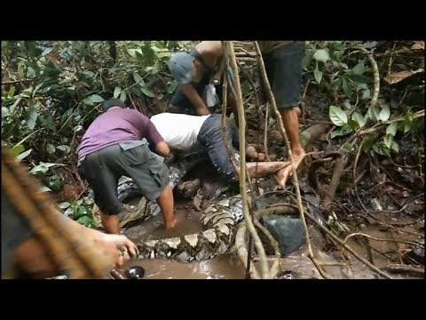 Great snakes! Indonesians wrestle with giant python