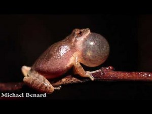 Sound of a calling Spring Peeper