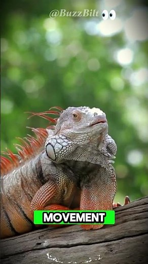 Iguanas Have a SECRET Third Eye! 👀 #shorts #buzzbilt