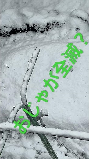 本当に本当に初めての家庭菜園season3⑥不織布の張り方間違えたぁ〜！#ジャガイモ #家庭菜園 #キタアカリ ＃グランドペチカ#不織布 #春ジャガイモ