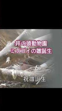 孵化直後！ミゾゴイの雛誕生！ #ミゾゴイ #雛 #井の頭動物園