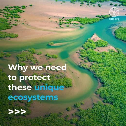 Mangroves protect us from climate change, preserve biodiversity, support livelihoods & are essential for the nutrition & food security of millions. We all benefit from mangroves. Protecting them is protecting the health of our planet. #WetlandsCOP15 #GenerationRestoration | Food and Agriculture Organization of the United Nations (FAO)