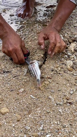 🐟 Fish Swallowed a Whole Squid?! Shocking Discovery 😱