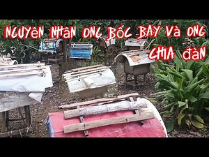 Nghĩa ong bến en đang phát trực tiếp!