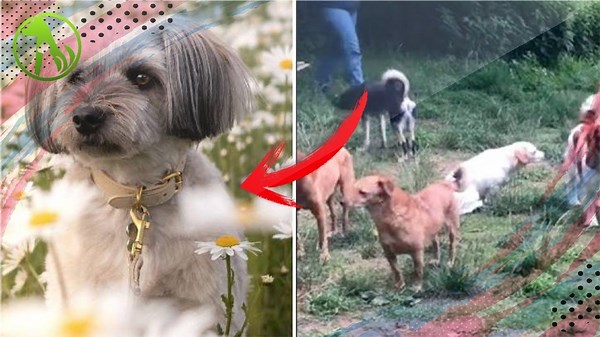 The World’s Most Awkward Dog Meet Turns Out Adorably Sweet