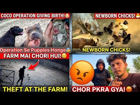 Farm Mai Chori Hogye😰Chor Pakad Mai Aagya😡 Coco K Operation Se Puppies Honge😨 Newborn Chicks😍