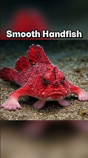 Animals that went extinct recently 😨😭 #shortsfeed