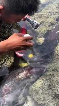 Fishing Trick: Feeding & Catching Fish with an Egg!
