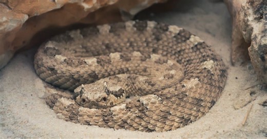Super Sized Snakes: The Biggest Sidewinder Rattlesnake on the Planet