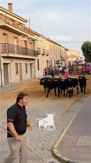 ¡ASÍ SE GUÍA A LA MANADA! #shorts