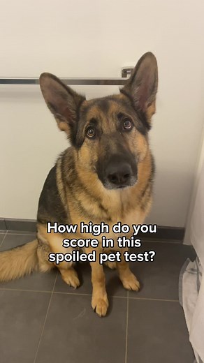 Signs Your German Shepherd is Spoiled: Test Your Pet's Luxury Lifestyle!