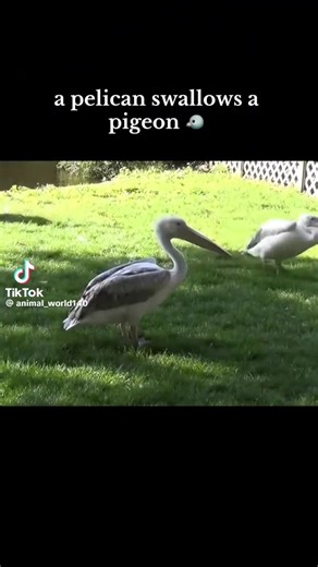 Pelican vore pombo