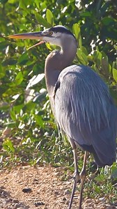2.1K views · 25 reactions | Mangrove ecosystems support a diverse network of organisms above and below the water.  Protecting these forests results in more wildlife in the surrounding area which help support coastal economies and provides stunning nature for everyone to enjoy!  #mangroves #thespotvstheshot #mangroveforests #mangroverestoration #mangroveplanting #environmental #florida #galapagos | MANG | Facebook