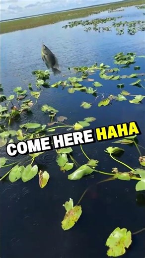 Catch Clip from live stream recording while fishing for Shellcracker and Bluegill on Lake Kissimmee!
