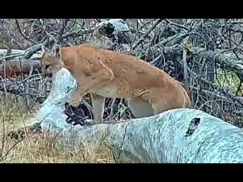 Mountain lion cougar puma dragging trap western Nebraska Dec 2024 4pm