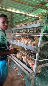 685K views · 5.9K reactions | 90-Hen Capacity Backyard Farm Setup ✅...