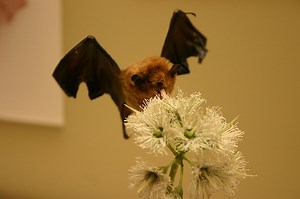 This bat has a tongue about twice as long as its head