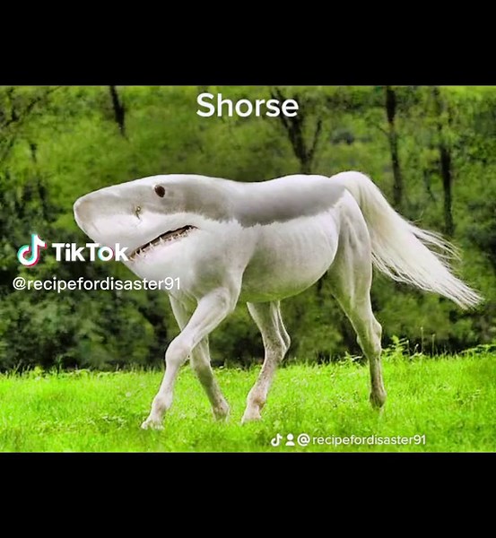 Animal hybrids that make you laugh! have you ever wondered what would happen if you put a shark and a horse together and they made a baby? 😅 Well you're about to find out! #nature #crossbreed #funny #cute #animals #hybrids #funnynature #animalsarefunny