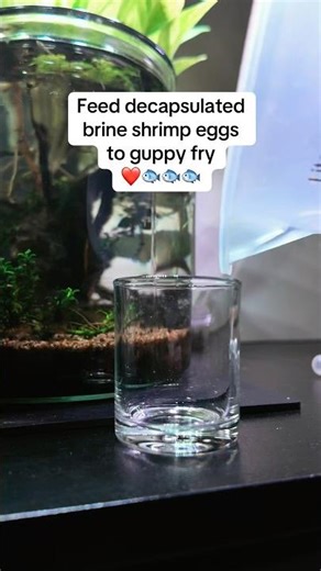Feed decapsulated brine shrimp eggs to guppy fry ❤️🐟🐟🐟#aquarium
