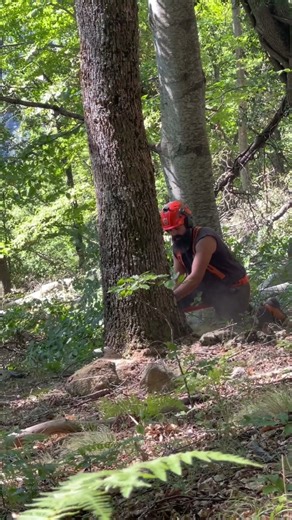 #chainsaw #husqvarna #logging #forestry #forest #lumberjack #mountain #wood #tree