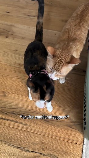 Harness training your cat doesn’t have to be stressful. It starts with the right no-escape harness. We began by letting her wear it around the house, keeping things calm, playful, and familiar. A little playtime, a few treats, and lots of patience made all the difference. Once she was comfortable, we clipped on the leash and took it slow. Backyard first. One minute, then five. No rushing. Now outdoor walks are part of our routine. If you’ve ever wanted safe, stress-free adventures with your cat,