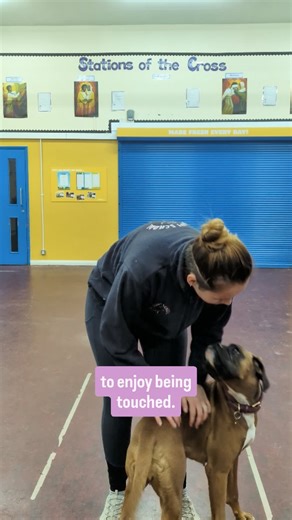 20 reactions | Puppies jumping up is normal behaviour, but not something we necessarily want to encourage (think best clothes + muddy paws!). By greeting puppies the right way, when their paws are on the floor, we can reinforce the behaviour we want. Follow us for more great puppy tips!  #puppyschool #puppyclass #puppytraining #puppytips #puppylife | Puppy School | Facebook